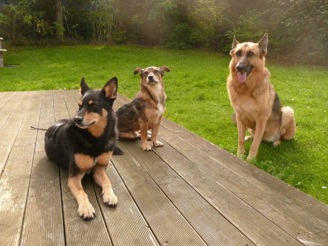 Moderner Bungalow mit Sauna und Kamin zwischen See und Meer