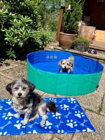 Hundepool