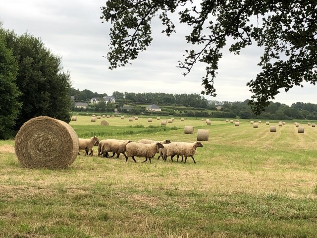 Schafe im Marais