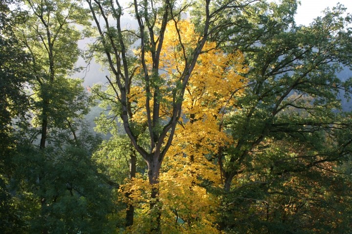 Goldener Herbst