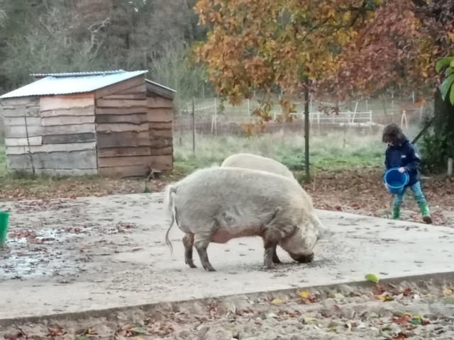 Hilfe beim Schweinefüttern