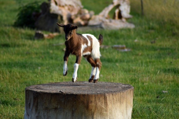 Ziegen