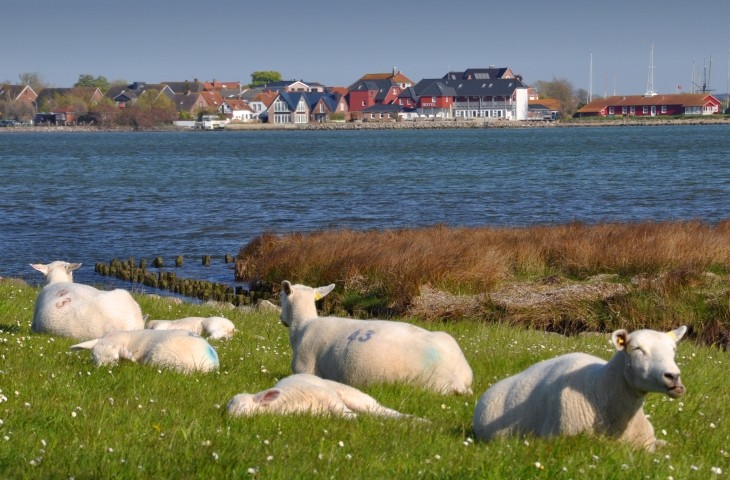 Deich bei Gollendorf