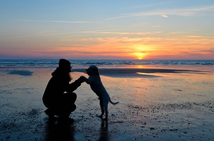 Wattwanderung mit Hund