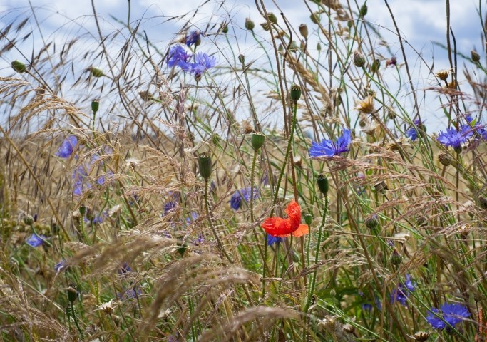 Sommer