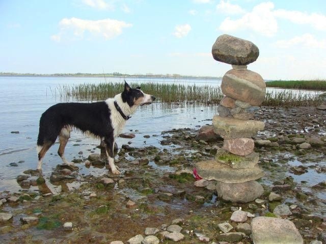 Perfekt für Hunde