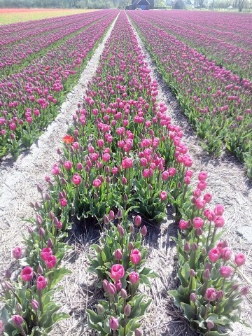 Tulpen- und Blumenfelder in der Nähe