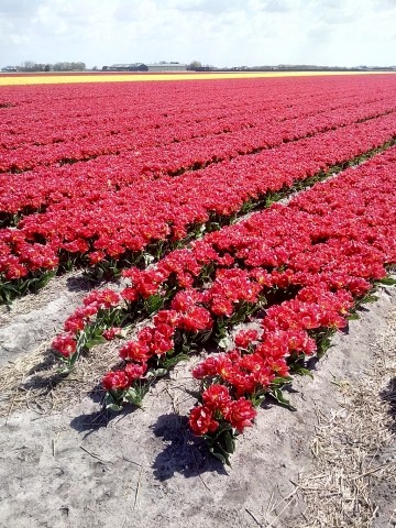 Tulpen- und Blumenfelder in der Nähe