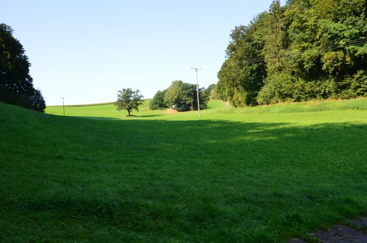 Aussicht von Ferrasse Fewo. Waldblick