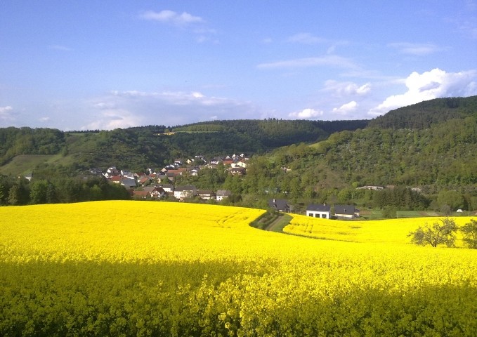 Rapsfelder im Frühling auf der Vitaltour Bärenroute