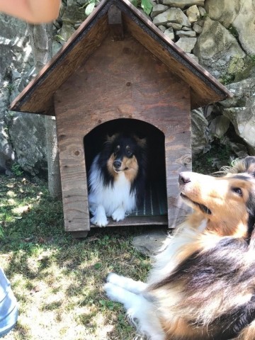 Hunde Haus im Garten