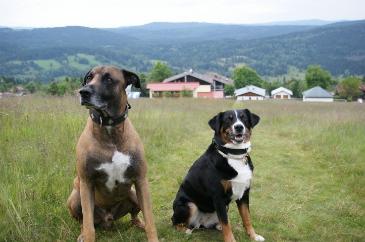 das Hundeherz schlägt höher