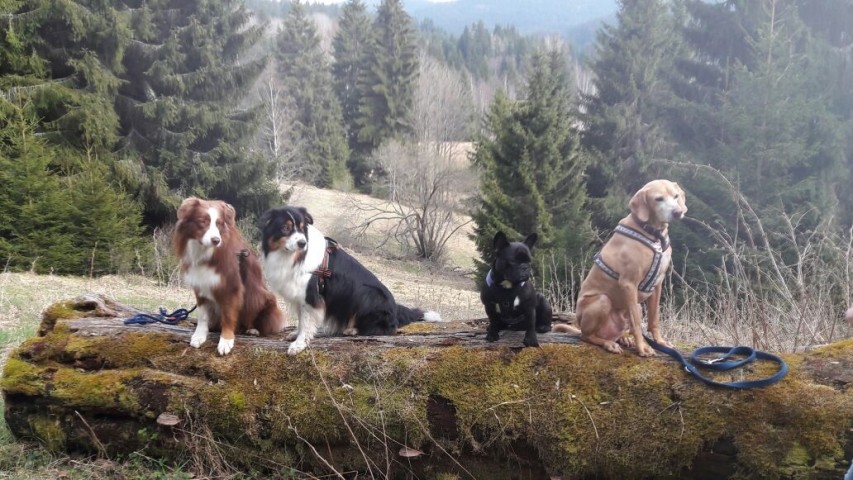 Neue Vierbeinerfreunde finden