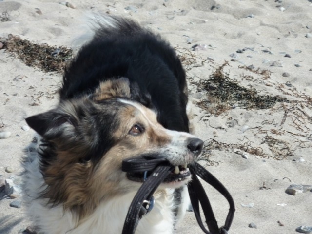 Hunde willkommen