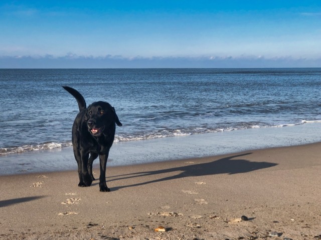 Weitläufiger Hundestrand in wenigen Minuten zu erreichen