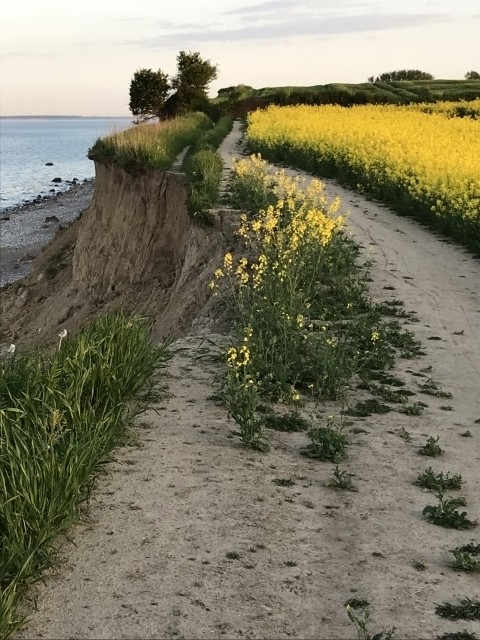 Steilküste Schönhagen