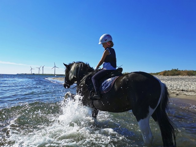 Ausritt zum Strand