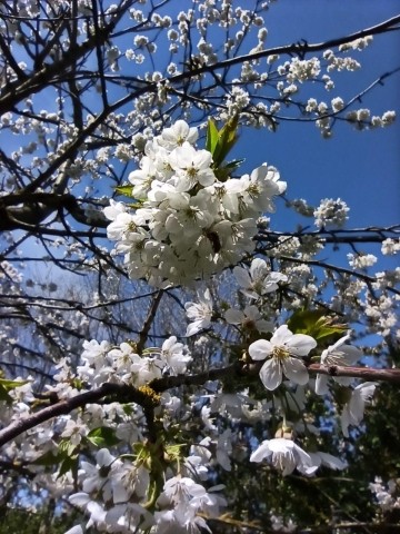 Impessionen aus dem Garten