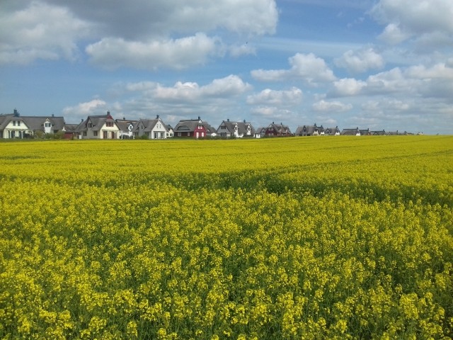 Blick von Zierow auf das Ferienhausgebiet