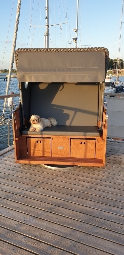 Simba chillt im drehbaren Strandkorb