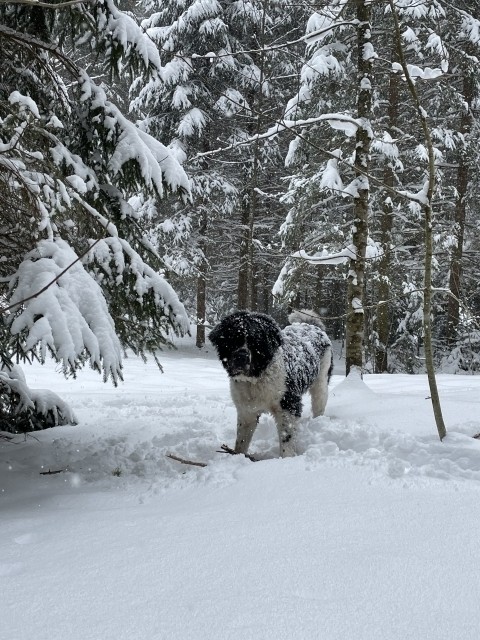 Schnee-Hund ;-)