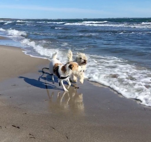 2 Fellnasen am Ostseestrand