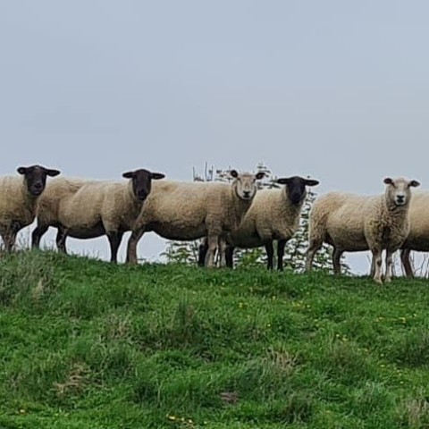 Was guckst Du? 
