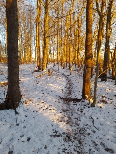 Wege durch den Wald
