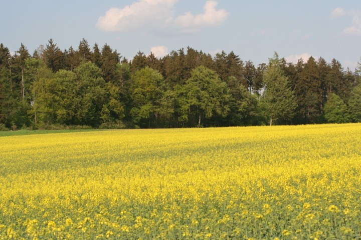 Die Umgebung