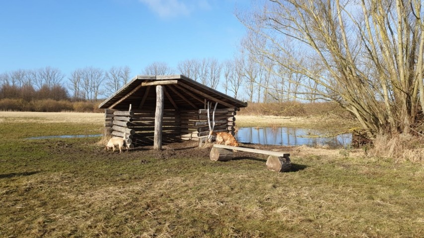 Hundewald in Rövershagen - 15min entfernt