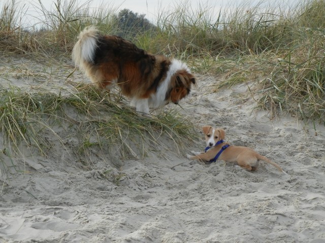 Unsere Hunde am Strand
