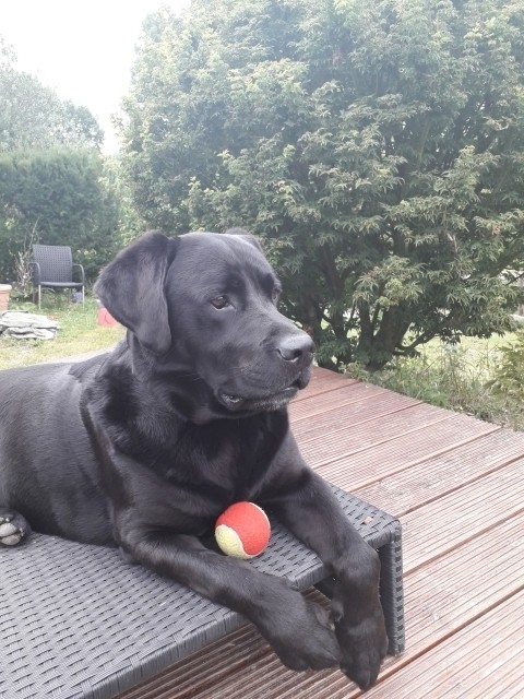 Haushund Mr. Darcy