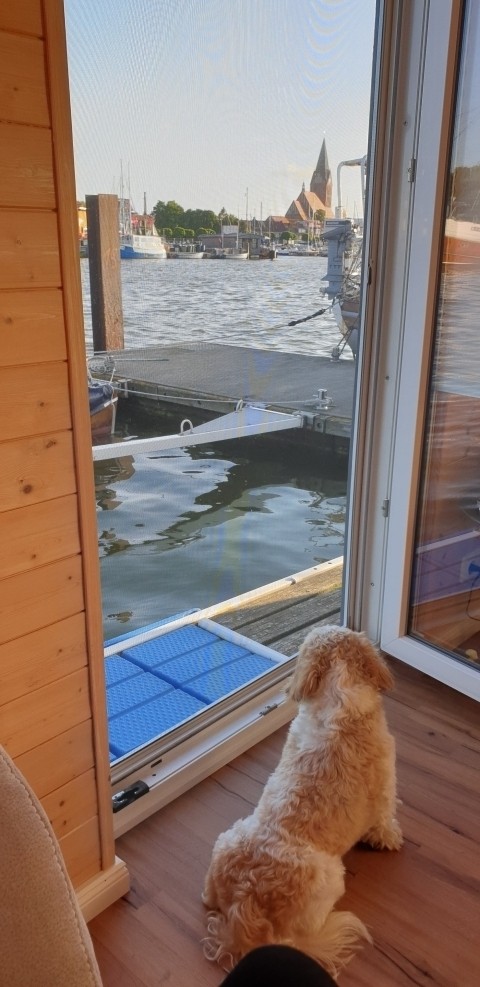 Simba blickt nach Barth ;-)