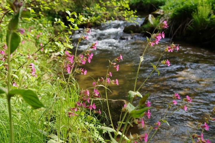Rundweg am Erlauzwieseler See