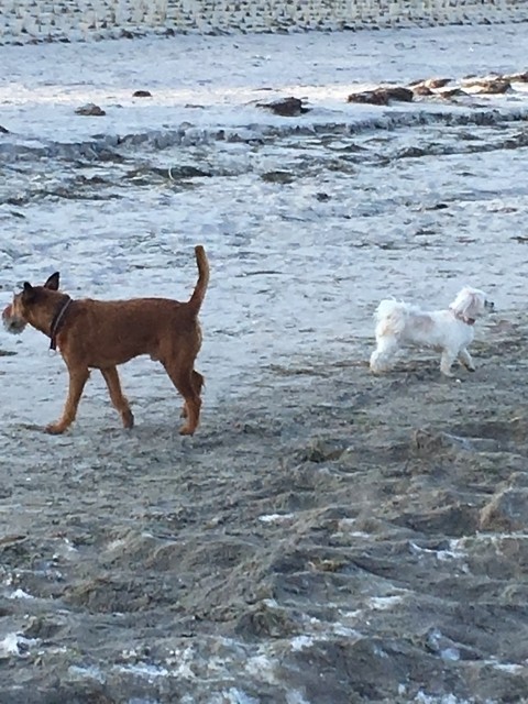 Hunde am Strand