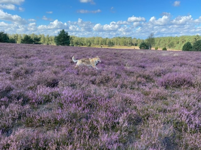 Heide in Oberohe 