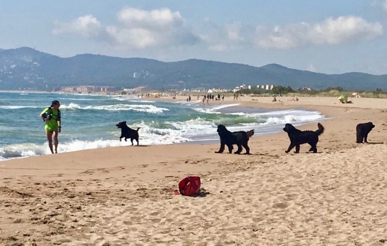 Hundestrand 