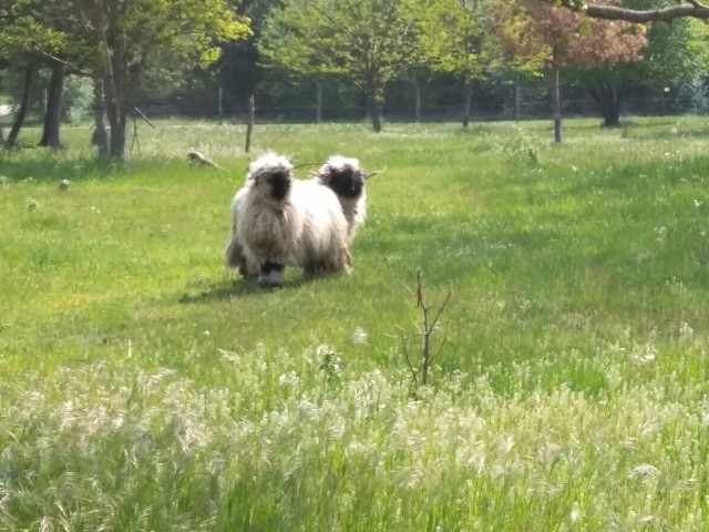 Tiergehege Gröbern