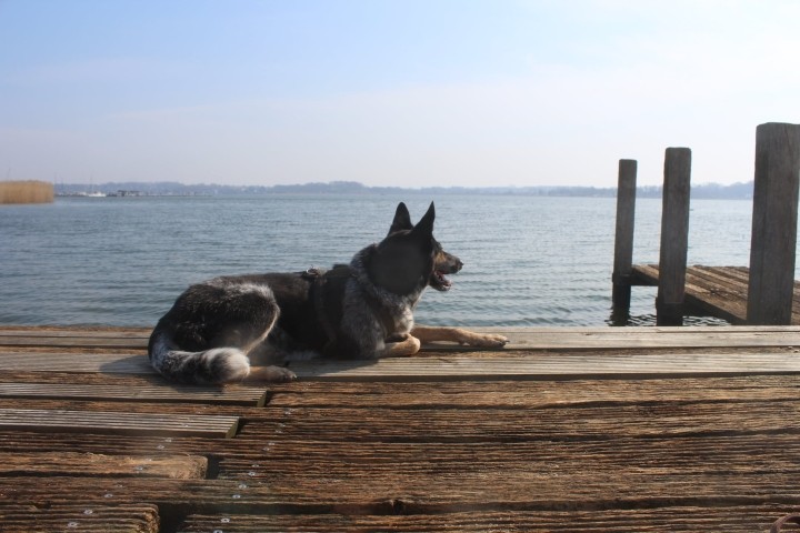 Bootshund Ella genießt die Sonne am nahen Hundestrand
