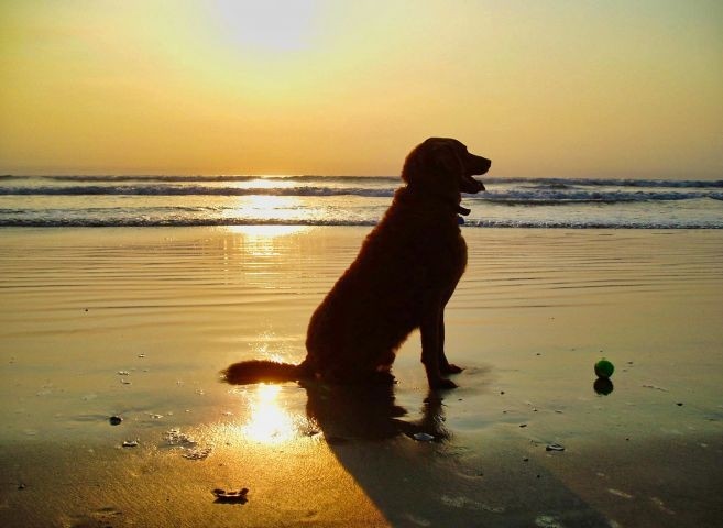 Ihr Hund wird den Strand lieben