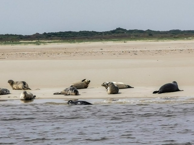 Seehunde 