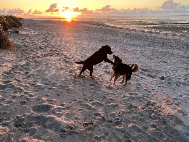 toben am Strand