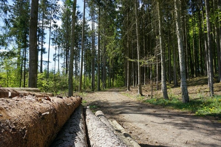 Waldwanderwege