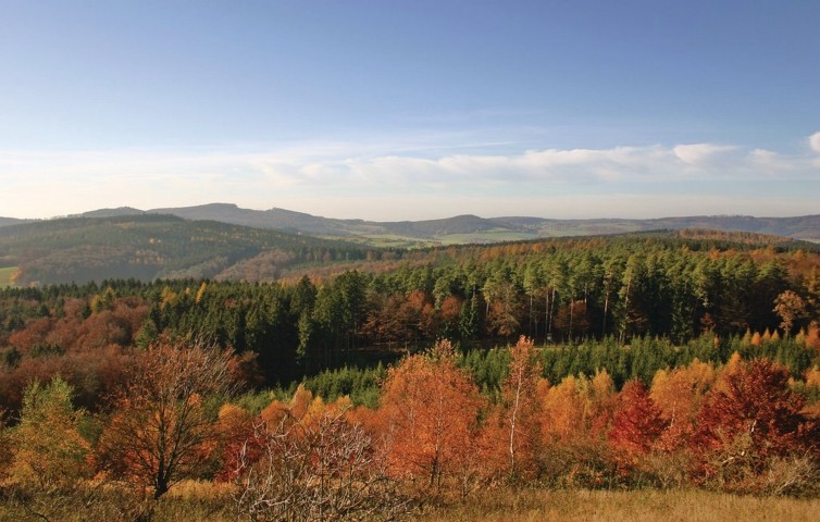 Wald