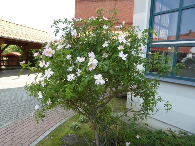 Carportplätze hinterm Haus