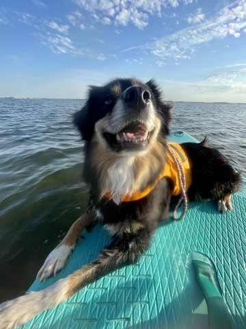 Paddeln auf dem Grevelingenmeer
