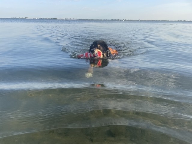 Schwimmen im Grevelingenmeer 