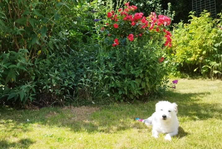 Ein Gartenparadies für Hunde