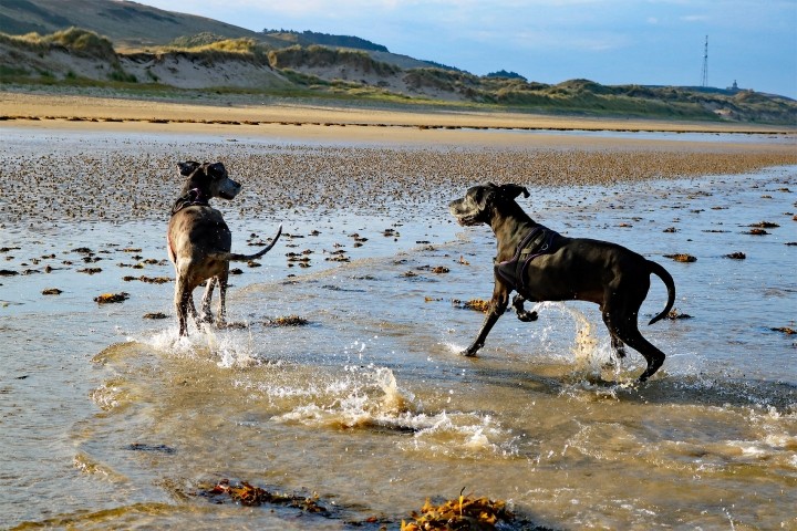 Ob riesen oder keine Hunde, hier macht Hund sein am Strand richtig Spass