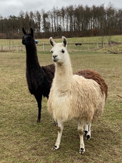 Lama/Straußenfarm
